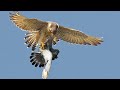 Сокол Сапсан поймал Голубя\\\Falcon Peregrine caught pigeon