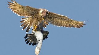 Сокол Сапсан поймал Голубя\\\Falcon Peregrine caught pigeon