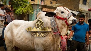 Halani Mandi Allahmdulliha 2k26 Cow Loading to Unloading