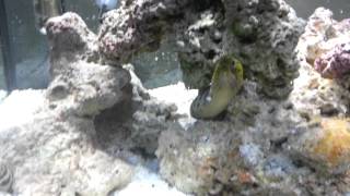 Fimbriated moray agressive salt tank