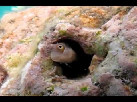 Рыба-собачка в конуре
