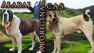Alabai VS aboriginal Central Asian Shepherds (part II)
