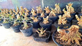 Download Lagu Review Harga Bonsai Prospek Berbagai Jenis WaO8533O175237  MP3