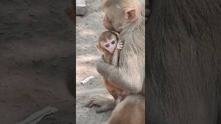 cute baby monkey feeding milk🥛#babymonkey #trendingshorts #youtubeshorts #monkey #monkey