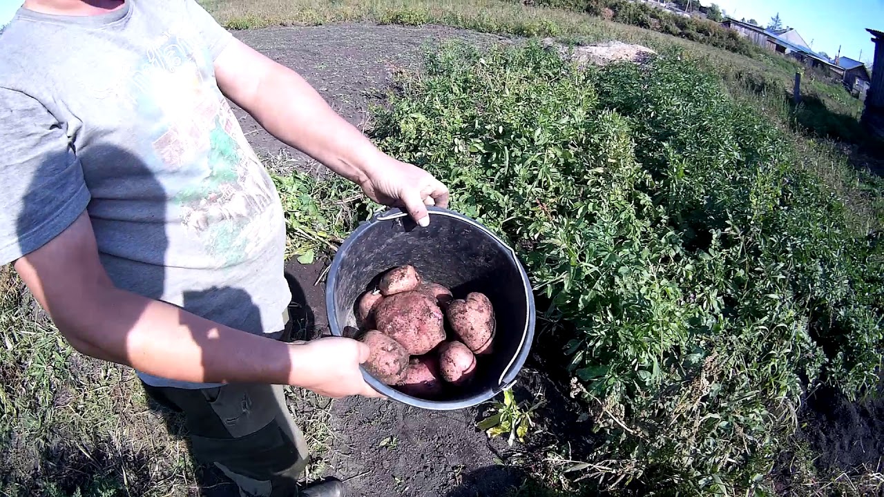 Магазины Картошки Купить Семена Магазины Картошки Купить Семена