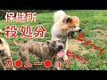 保健所【怒】カ○ムー○ョ食べさせ脳障害と判定し譲渡外になった犬 Animal Rescue Nursing