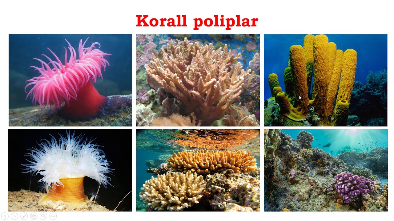 Bo`shliqichlilar tipi || Ko`p hujayrali hayvonlar
