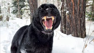 Panther Luna bathes in snow 🐆❄️ Slow motion 😸
