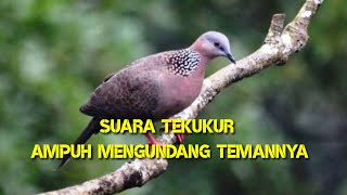 Suara tekukur ampuh untuk memanggil temannya