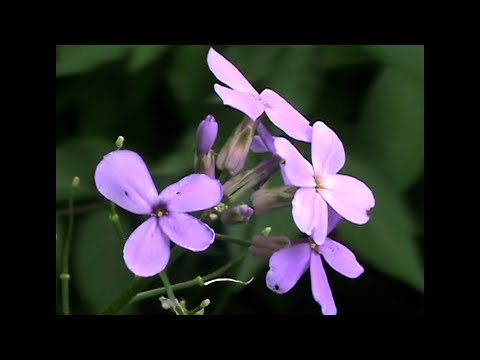 asmr ~ life is beautiful 🌍