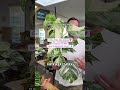 On choisit ta Monstera Deliciosa Variegata