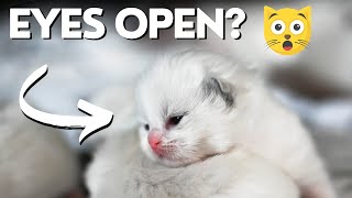 Ragdoll Kittens 10 Days Old 😻 So Cute!