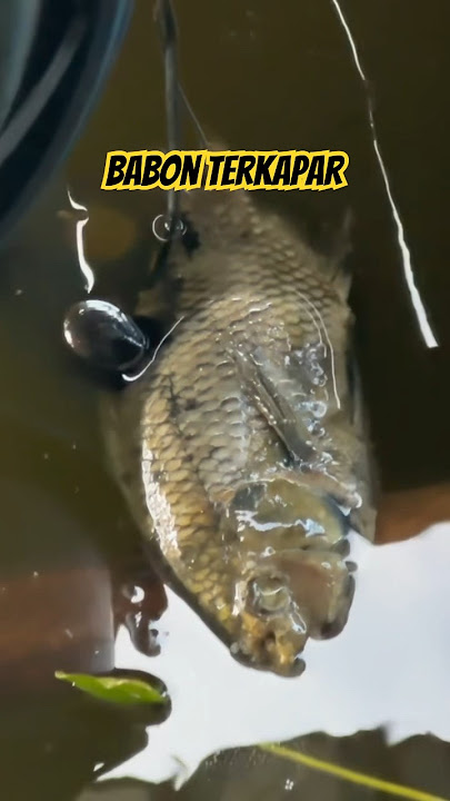 Babon Terpulan #pusanggala #fishing #fishing #fish #adventurer #fishing