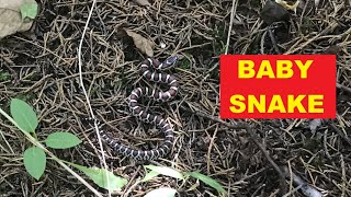 Beautiful Snake at Six Mile Run Trails, WHAT kind of snake is it?? by Jill Marie 21 views 6 months ago 1 minute, 10 seconds