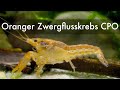 Oranger Zwergflusskrebs | Cambarellus patzcuarensis Orange CPO | Orange Mexican Dwarf Crayfish