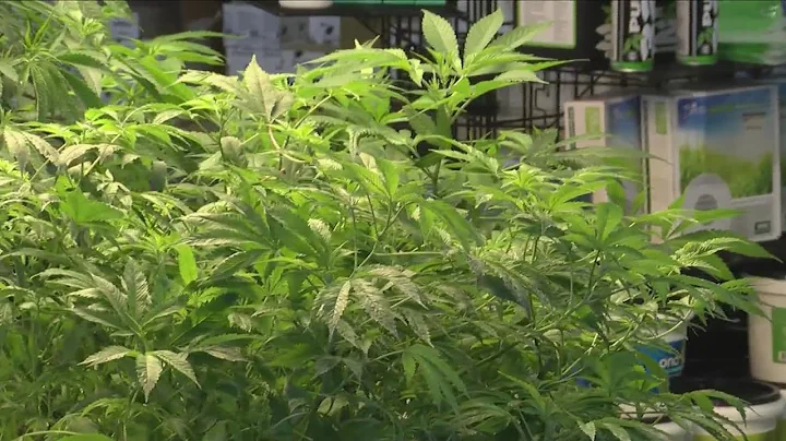 Home-growing medical marijuana now legal in New York State