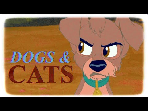 🐱 DOGS & CATS 🐶 ANIMASH