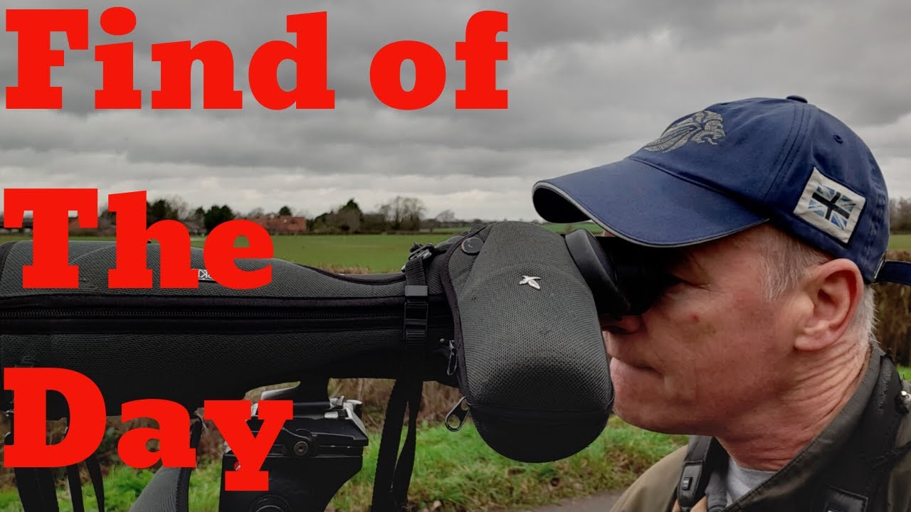 Tips on identifying calls of Stock Dove v's Wood Pigeon