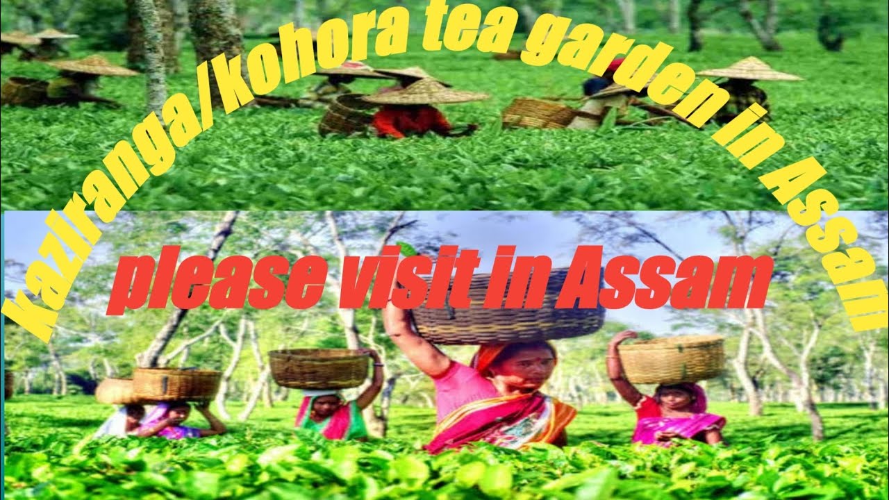 Assam.tea garden/kohora (kaziranga national park ) YouTube