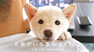 Super Cute Shiba Inu who Wants to Sit on My Lap