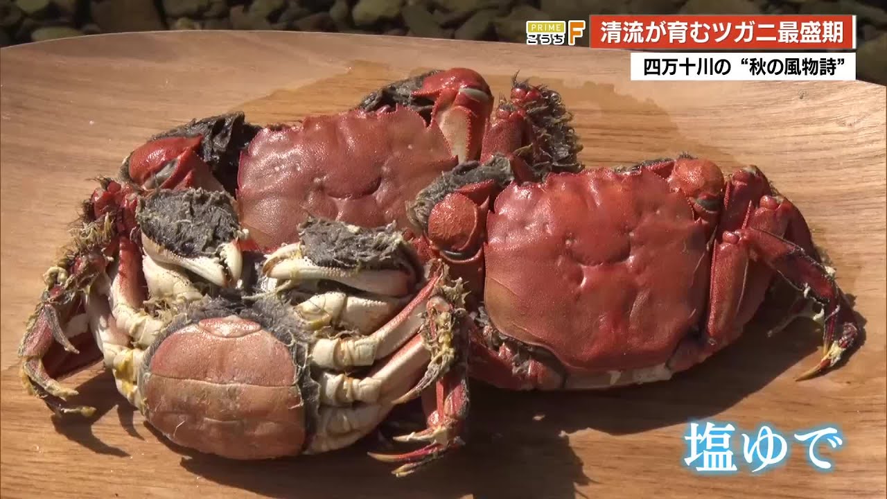 Shimanto's autumn delicacy, 