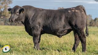 Lot 6 SPGPW446