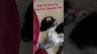 Vote today! Read about her cancer journey on her profile https://americasfavpet.com/2024/kyla-ad97
