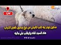 عاجل من كازا شكون تودر ليه كلب كانيش من نوع بيشون فعين الذياب هاد السيد لقاه وكيقلب على ماليه 