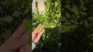 Exciting news.. my calamansi is fruiting #shorts #gardening #organic #fruit #nature #harvest