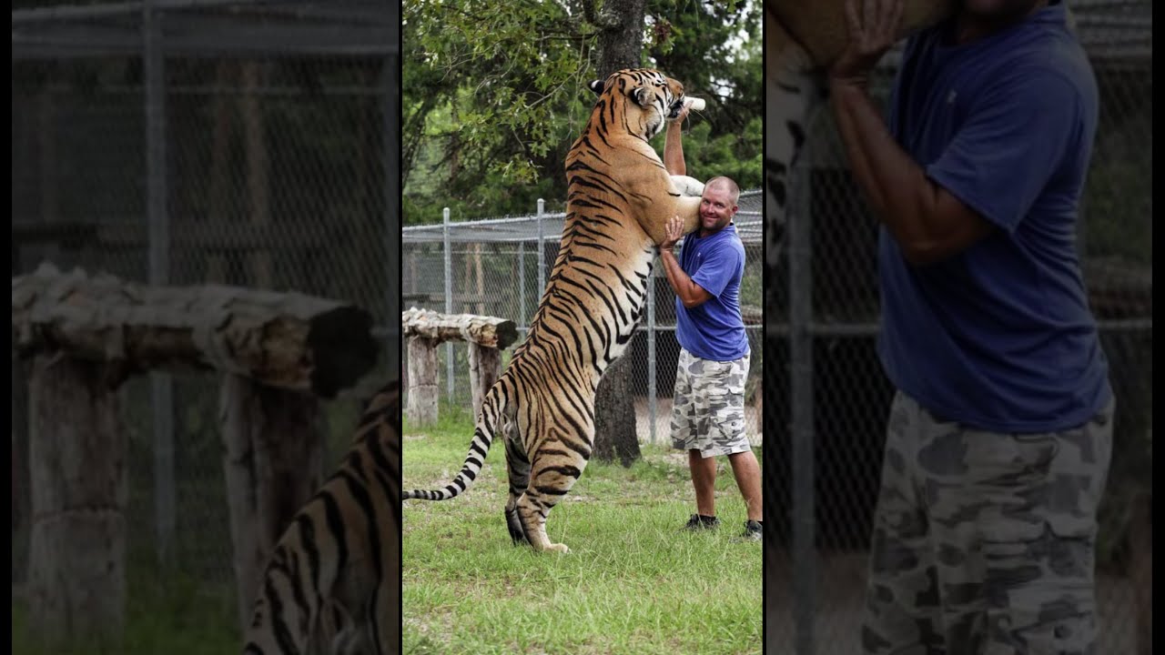 Siberian Tigers Are Huge