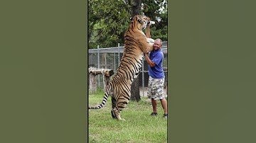 Thumbnail of Siberian Tigers are Huge
