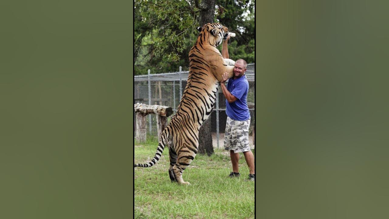 Siberian Tigers are Huge