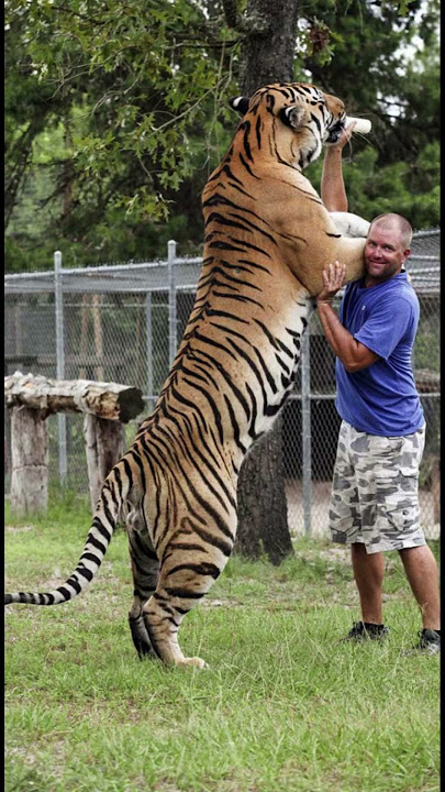 Siberian Tigers are Huge
