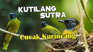 ADA KUTILANG SUTRA GACORRRR !!  1001 SUARA MIRIP BURUNG INI..??