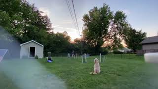 Gertie Standard Agility USDAA module 2 of 2