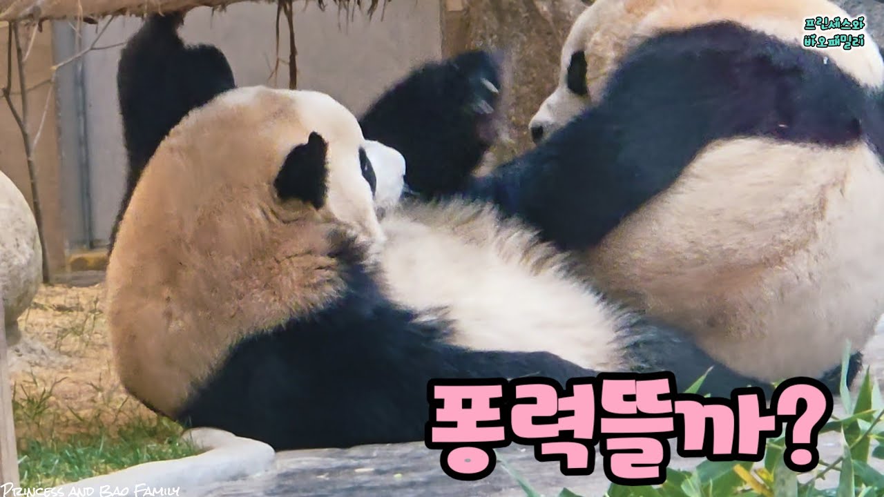 [프린세스와 바오패밀리] 🧸🧸공쥬님들의 사랑스러운 싸움질 ㅋㅋ🤣 Princesses fighting haha #ruibao #huibao #26.01.23 7부