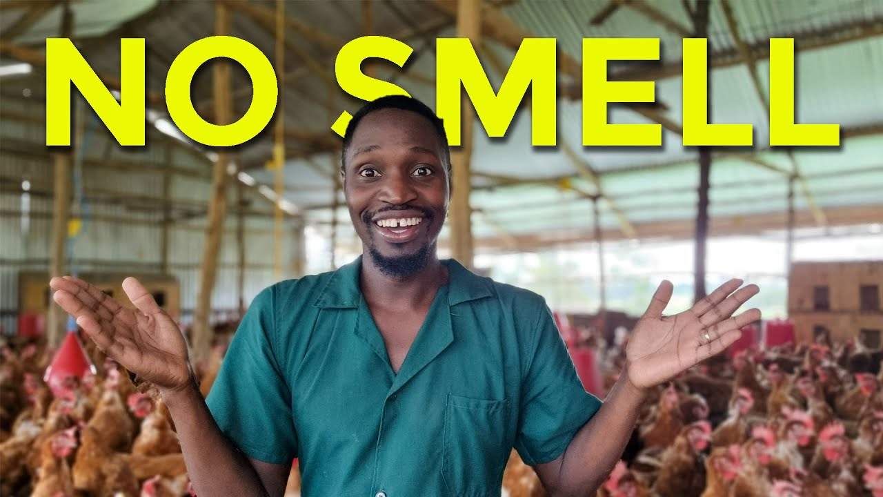 Откройте для себя главный секрет свежей курятники без запаха!