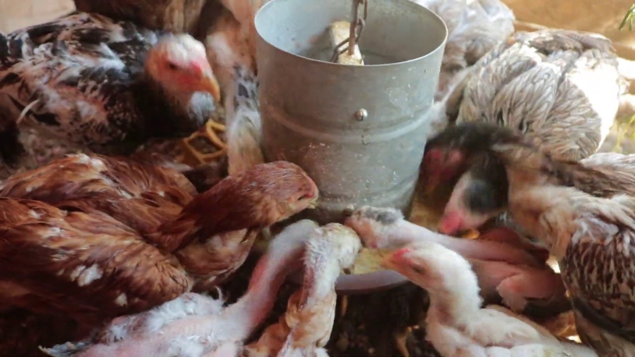 TRATANDO DOS MEUS ÍNDIO GIGANTE