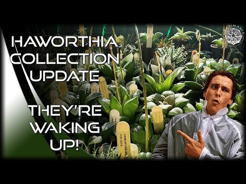 Video: Haworthia бермети: өсүмдүктүн сүрөттөлүшү, сугаруу жана жарыктандыруу өзгөчөлүктөрү, сүрөт