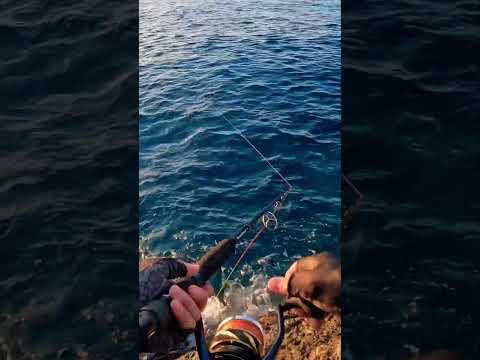 巨大ヒラマサの水柱 #ヒラマサ #五島列島 #佐渡島 #釣り #キャスティング