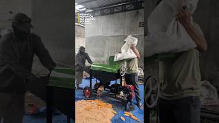 #mesingilingjagung #jagung #pertanian #mesinpetani #pertanianmoderen #mesinchoppermultifungsi