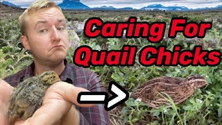 DAY OLD QUAIL CHICKS. WHAT'S NEXT? Learn How to Care for Them Right
