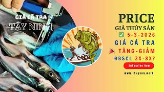 🔴 Thị Trường Cá Tra 5/3/2026 @catravietnam Tây Ninh, An Giang, Cần Thơ, Đồng Tháp #ThủySảnWork