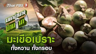 มะเขือเปราะ : มหาอำนาจบ้านนา (6 ต.ค. 62)