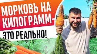 МОРКОВЬ по 500 грамм КАЖДАЯ без ПРОПОЛКИ и прореживания! Как ПОСЕЯТЬ МОРКОВЬ для хорошего урожая!