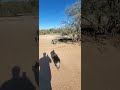 Dog trail Scottsdale, Az