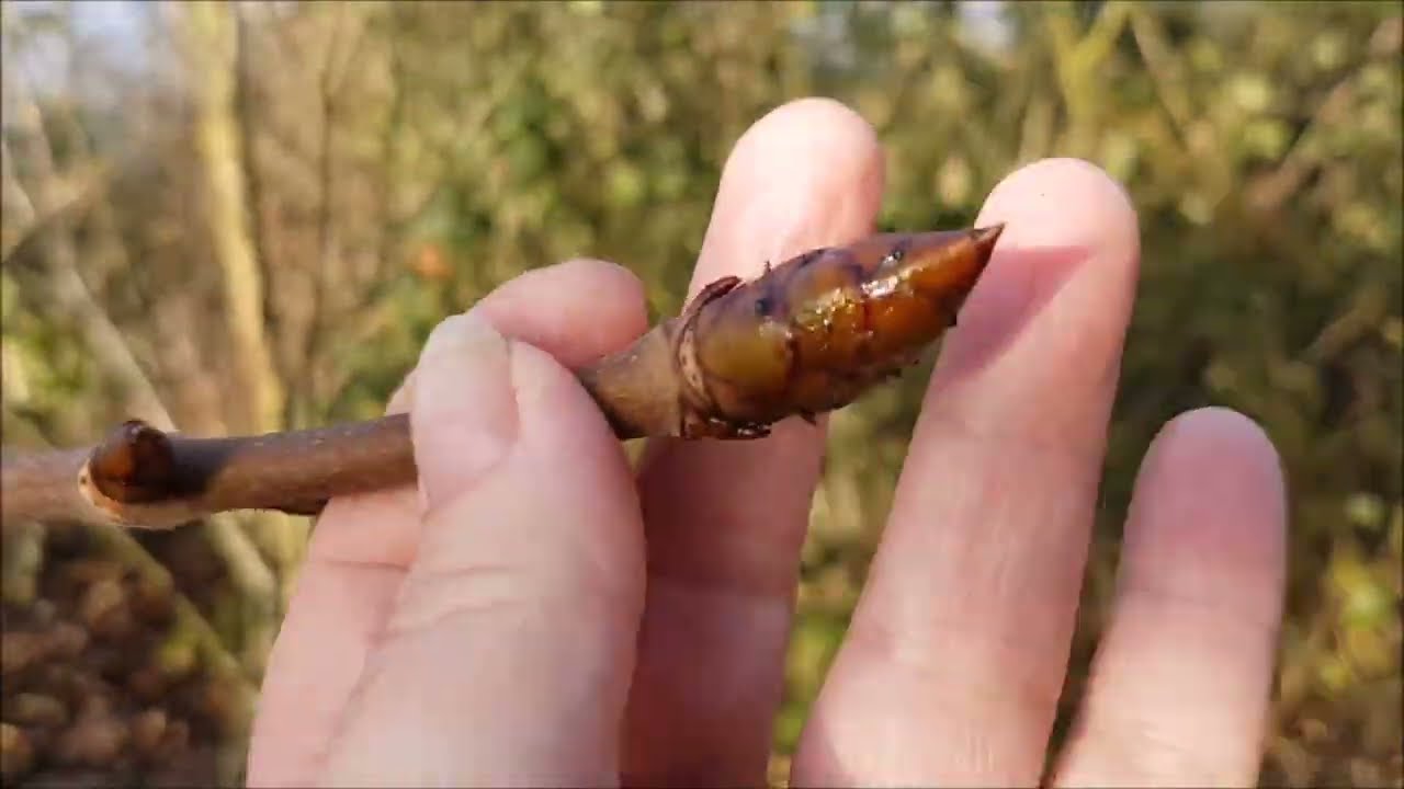 🍃 Первые весенние почки #деревья #лес #ноай