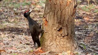 까막딱따구리 Black Woodpecker