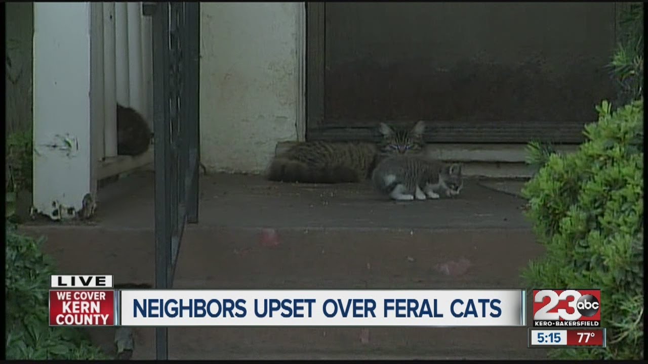 neighbor feeds stray cats