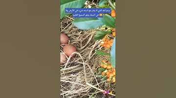 لا تترك أذكار الصباح والمساء 👂👂#صلوا_على_النبي #اكسبلور